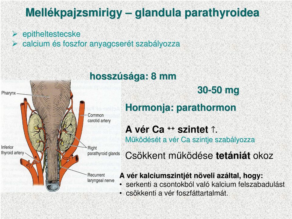 30-50 mg Hormonja: parathormon Mőködését t a vér v r Ca szintje szabályozza Csökkent mőködése