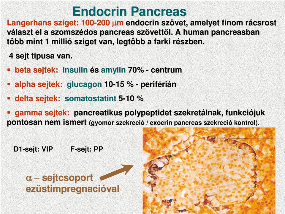 Endocrin Pancreas beta sejtek: insulin és amylin 70% - centrum alpha sejtek: glucagon 10-15 15 % - periféri rián delta sejtek: somatostatint