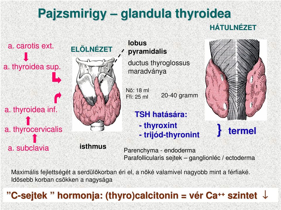 subclavia isthmus TSH hatására: - thyroxint - trijód-thyronint thyronint } termel Parenchyma - endoderma Parafollicularis sejtek