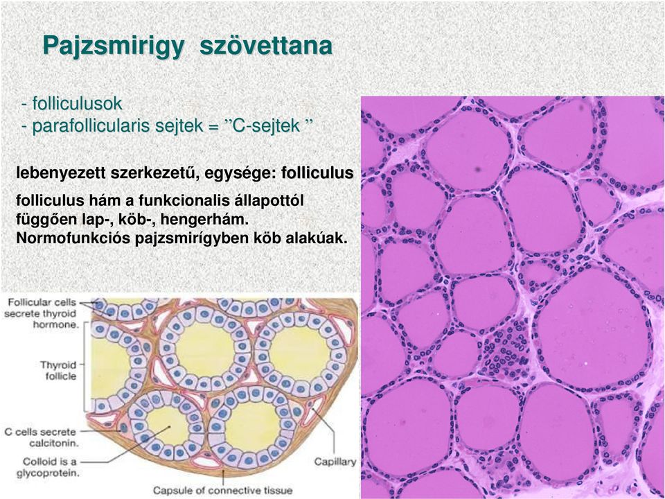 folliculus folliculus hám a funkcionalis állapottól