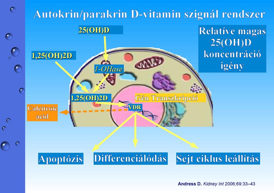 1,25(OH)2D Calcitroic acid Apoptózis Gén Transzkripció VDR