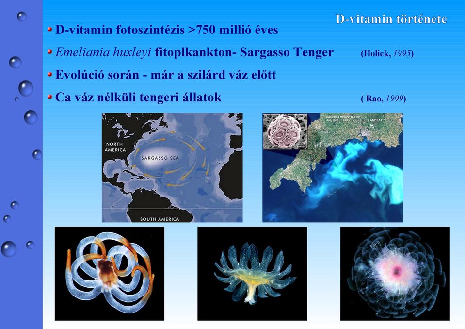 története (Holick, 1995) Evolúció során - már a