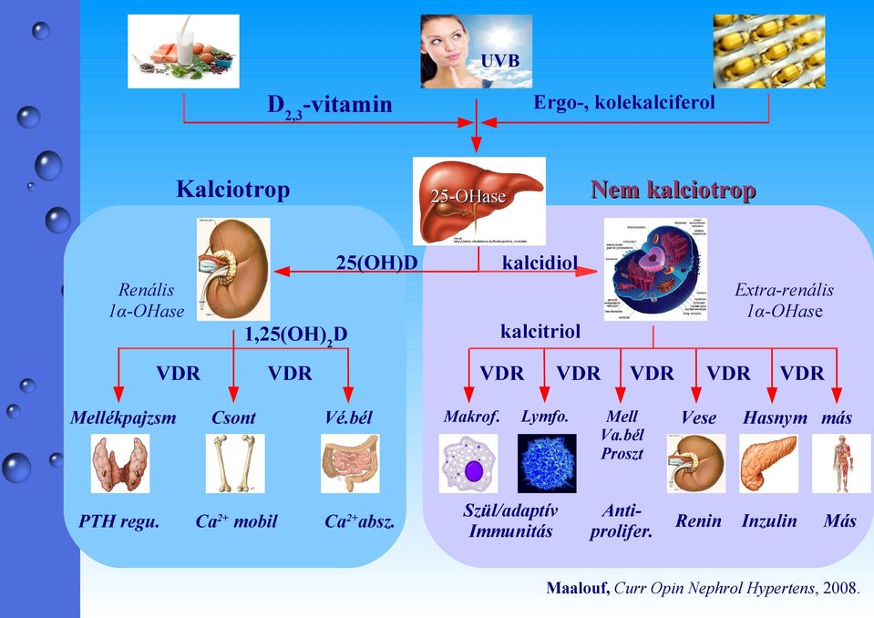 Extra-renális 1α-OHase kalcitriol 1,25(OH)2D VDR Nem kalciotrop 25-OHase Makrof. VDR Lymfo.