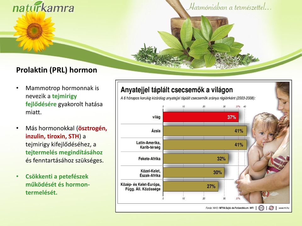 Más hormonokkal (ösztrogén, inzulin, tiroxin, STH) a tejmirigy