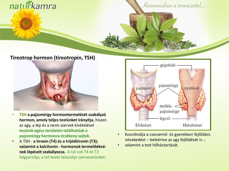 A TSH - a tiroxin (T4) és a trijódtironin (T3); valamint a kalcitonin - hormonok termelődésének lépéseit szabályozza.