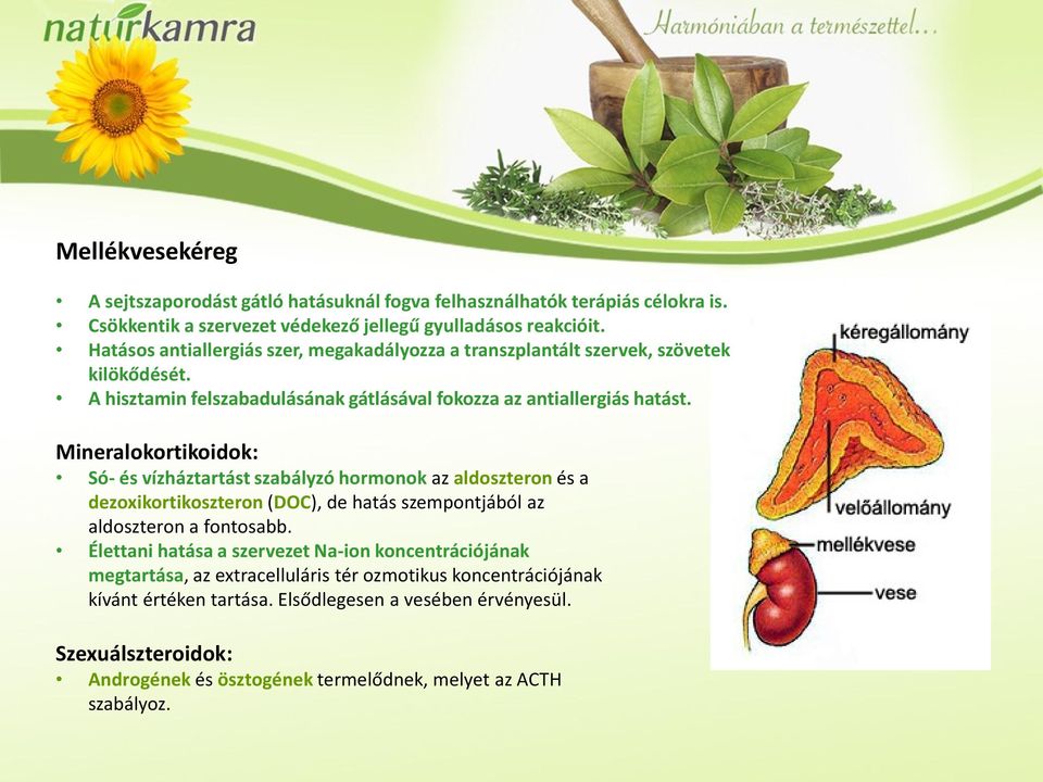 az érett tüsző sejtjei A hisztamin felszabadulásának gátlásával fokozza az antiallergiás hatást.