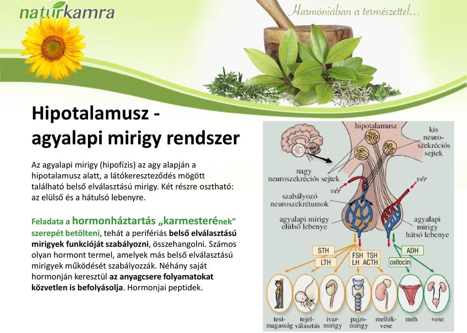 Feladata a hormonháztartás karmesterének szerepét betölteni, tehát a perifériás belső elválasztású mirigyek funkcióját szabályozni,