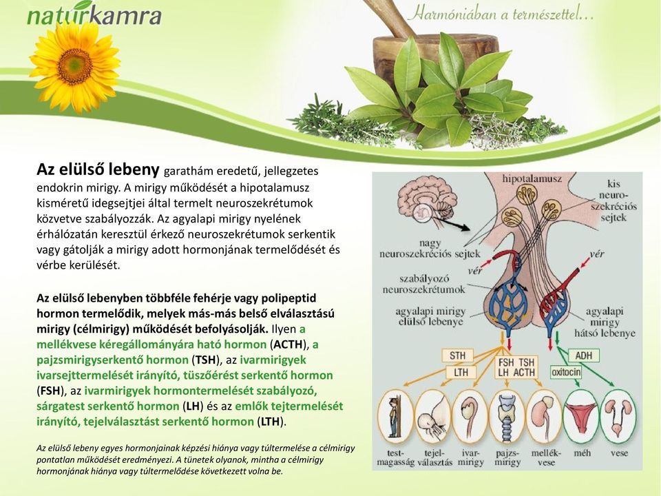 Találd meg az egyensúlyod! A hormonális egyensúly meglétének fontossága  életünkben Anatómiai háttér - PDF Ingyenes letöltés