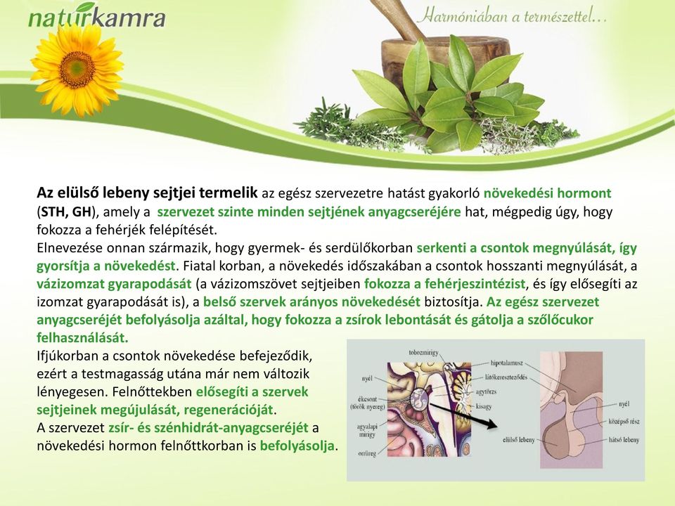 Fiatal korban, a növekedés időszakában a csontok hosszanti megnyúlását, a vázizomzat gyarapodását (a vázizomszövet sejtjeiben fokozza a fehérjeszintézist, és így elősegíti az izomzat gyarapodását