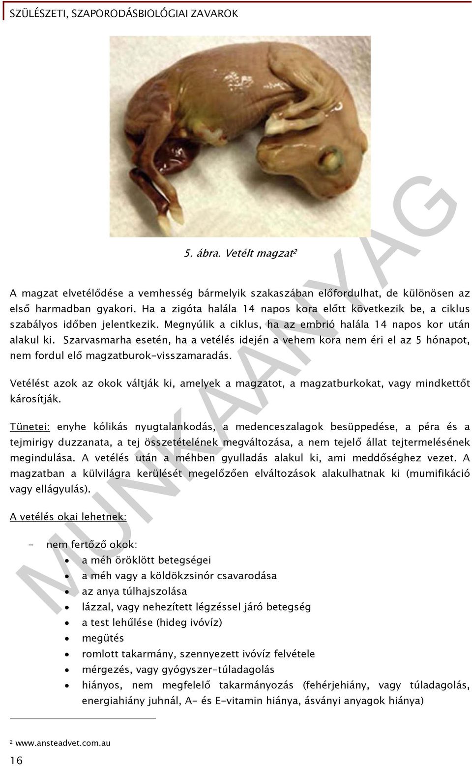 Szarvasmarha esetén, ha a vetélés idején a vehem kora nem éri el az 5 hónapot, nem fordul elő magzatburok-visszamaradás.