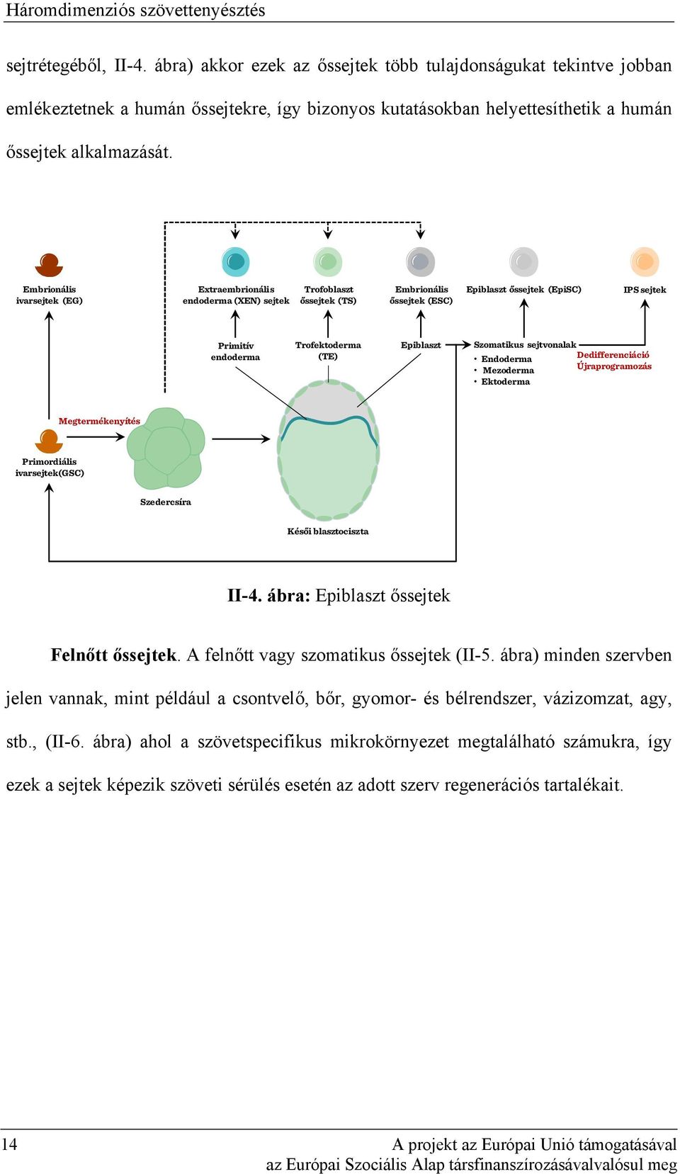 Embrionális ivarsejtek (EG) Extraembrionális endoderma (XEN) sejtek Trofoblaszt őssejtek (TS) Embrionális őssejtek (ESC) Epiblaszt őssejtek (EpiSC) IPS sejtek Primitív endoderma Trofektoderma (TE)
