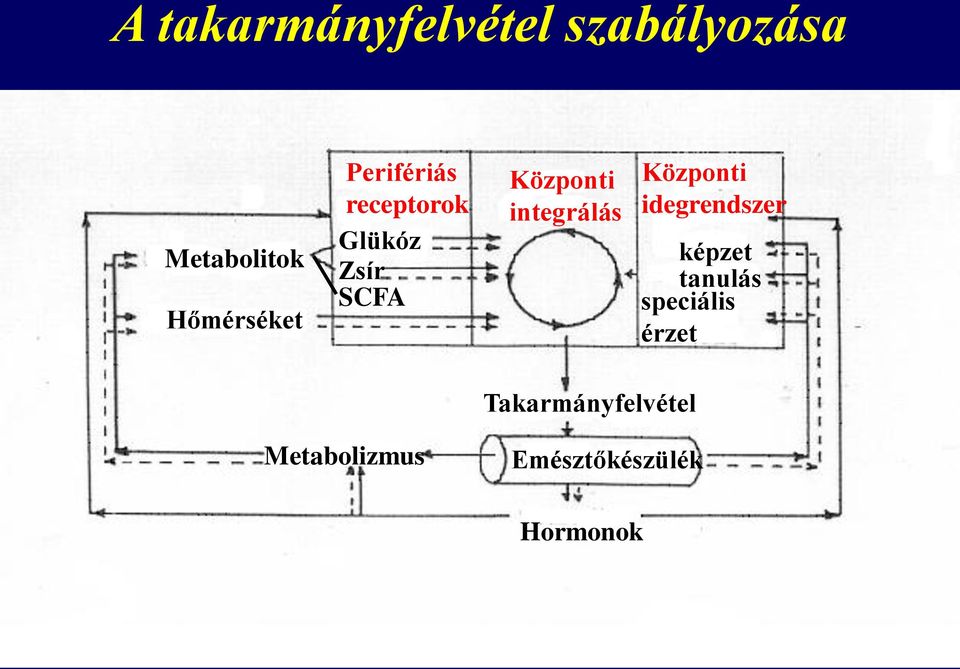 integrálás Központi idegrendszer képzet tanulás