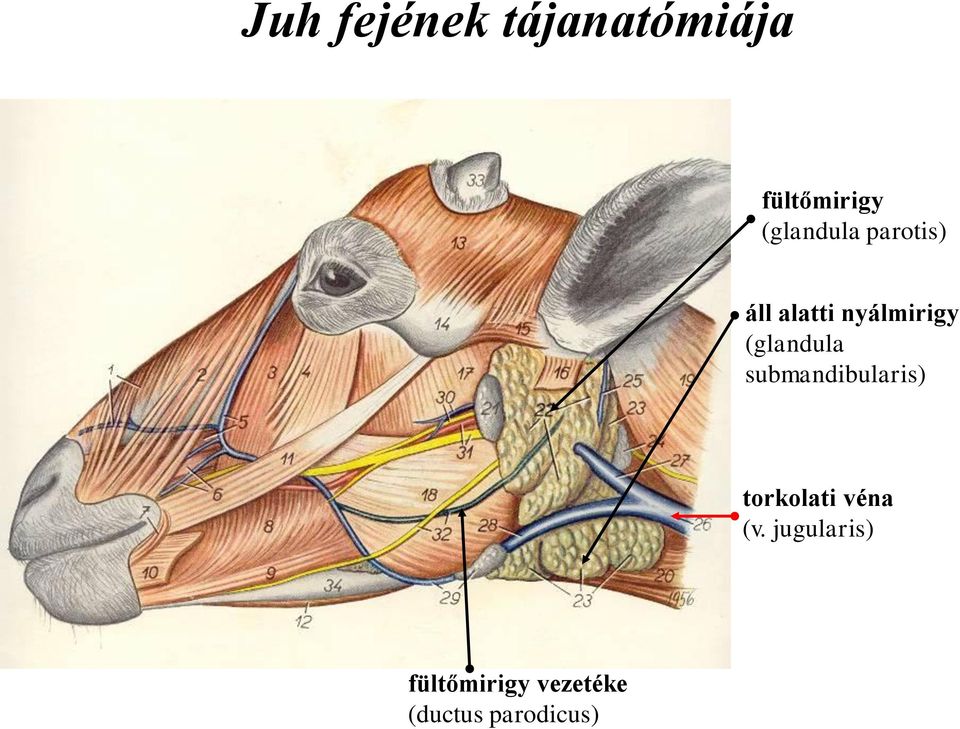 (glandula submandibularis) torkolati véna