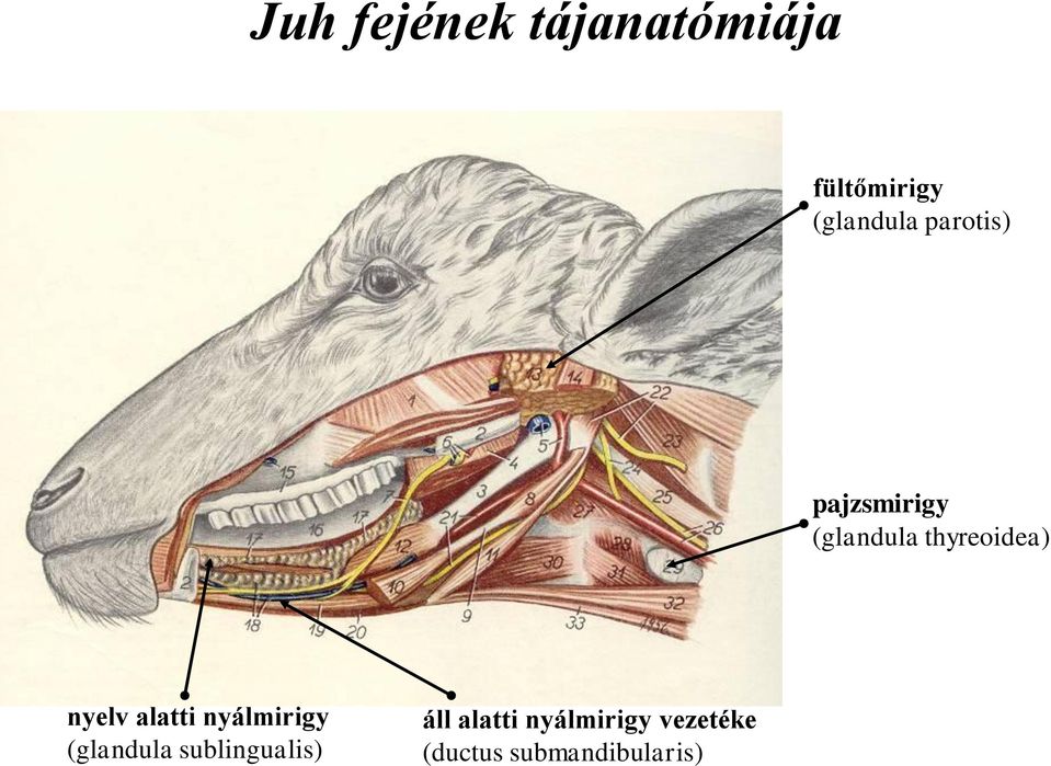 alatti nyálmirigy (glandula sublingualis) áll