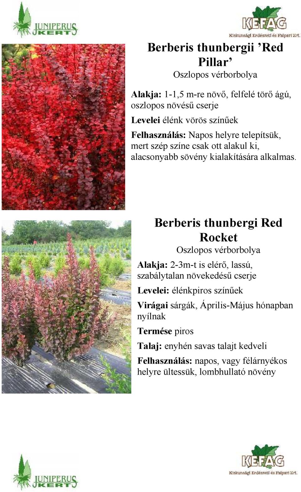 Berberis thunbergi Red Rocket Oszlopos vérborbolya Alakja: 2-3m-t is elérő, lassú, szabálytalan növekedésű cserje Levelei: élénkpiros színűek