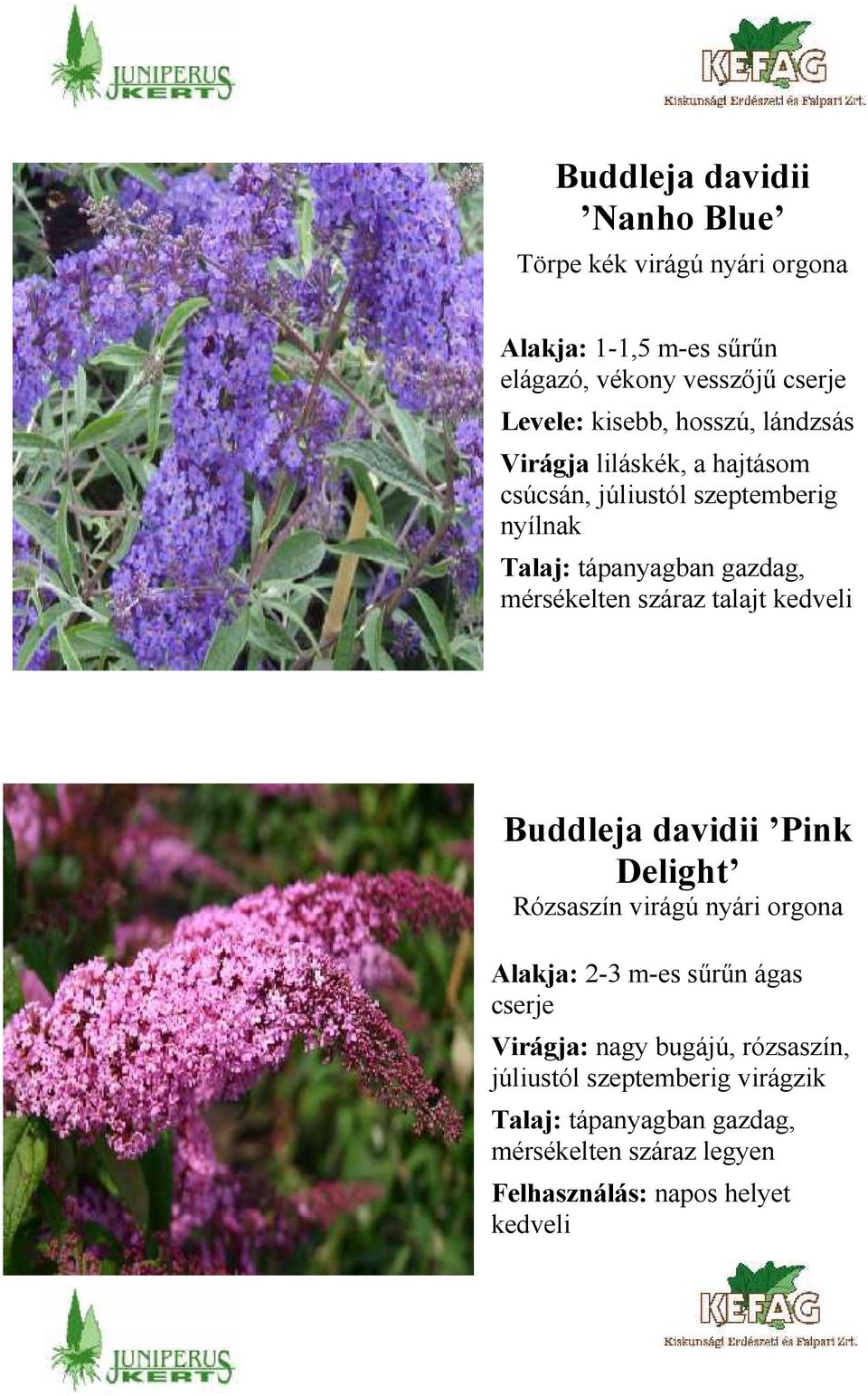 talajt kedveli Buddleja davidii Pink Delight Rózsaszín virágú nyári orgona Alakja: 2-3 m-es sűrűn ágas cserje Virágja: nagy bugájú,