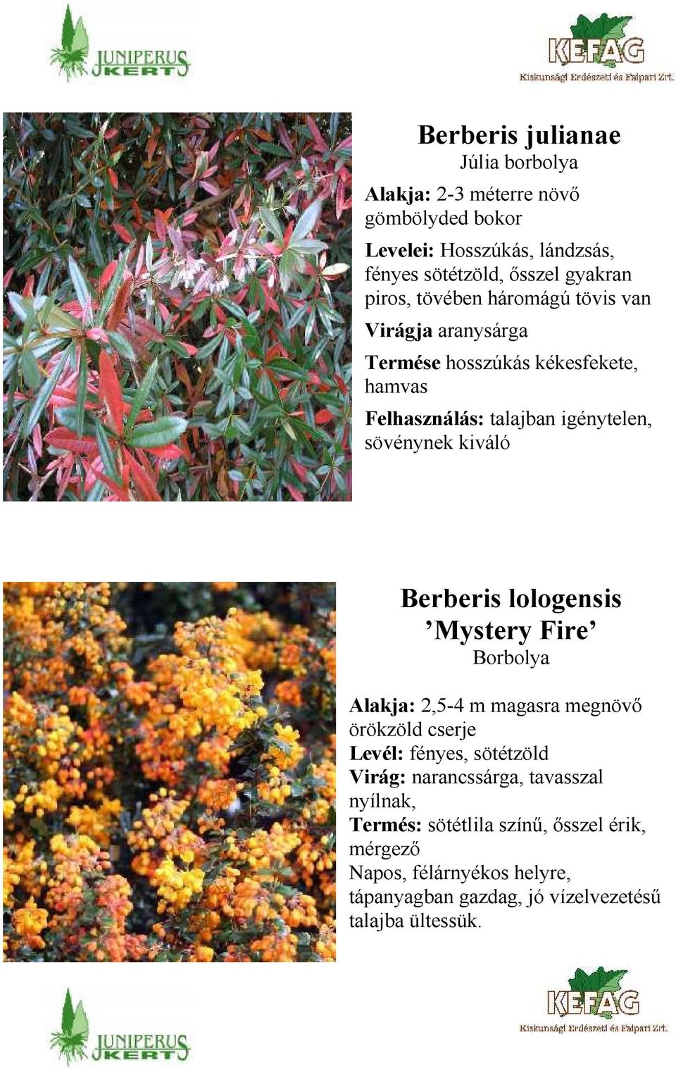 kiváló Berberis lologensis Mystery Fire Borbolya Alakja: 2,5-4 m magasra megnövő örökzöld cserje Levél: fényes, sötétzöld Virág: