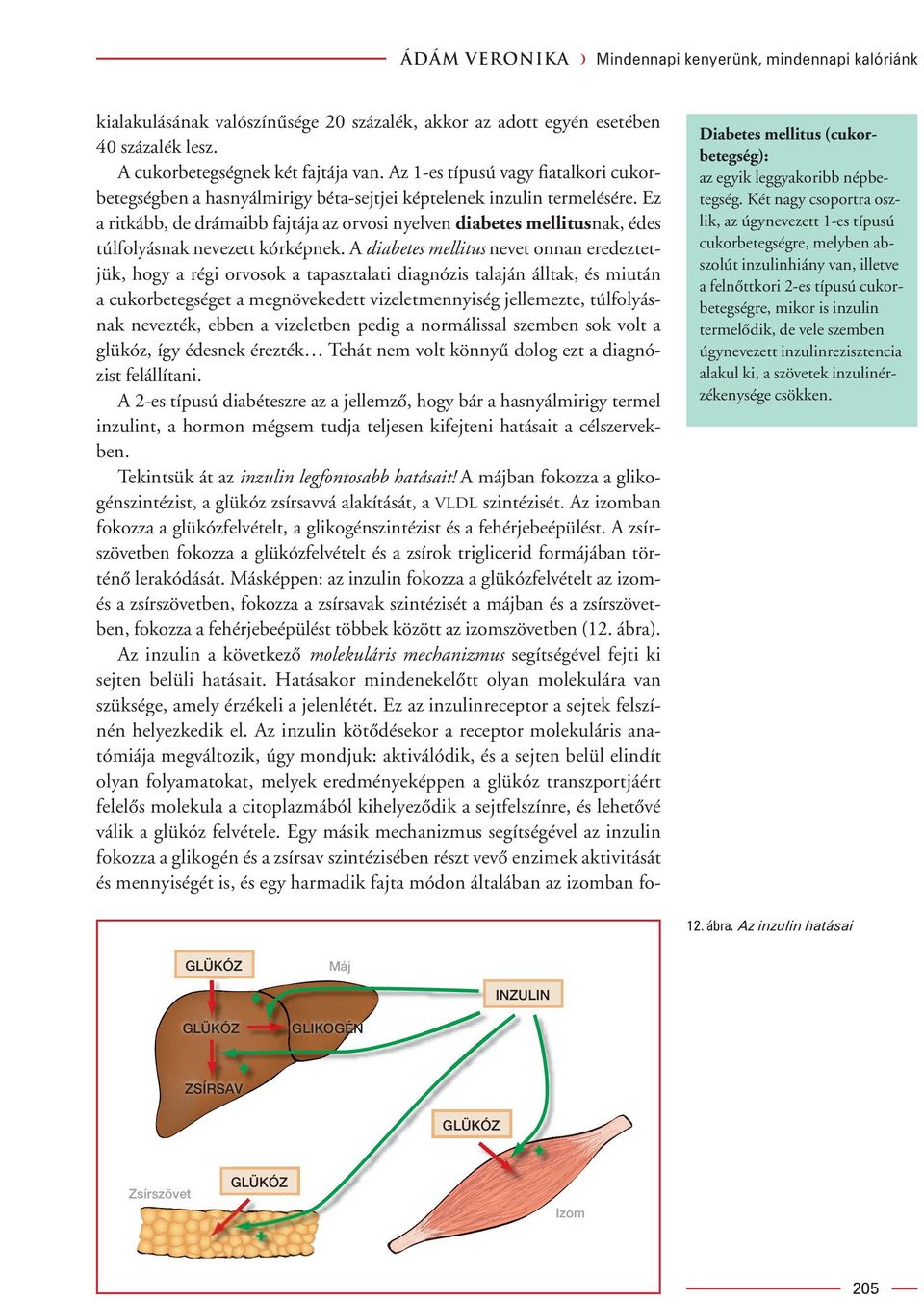 Ez a ritkább, de drámaibb fajtája az orvosi nyelven diabetes mellitusnak, édes túlfolyásnak nevezett kórképnek.