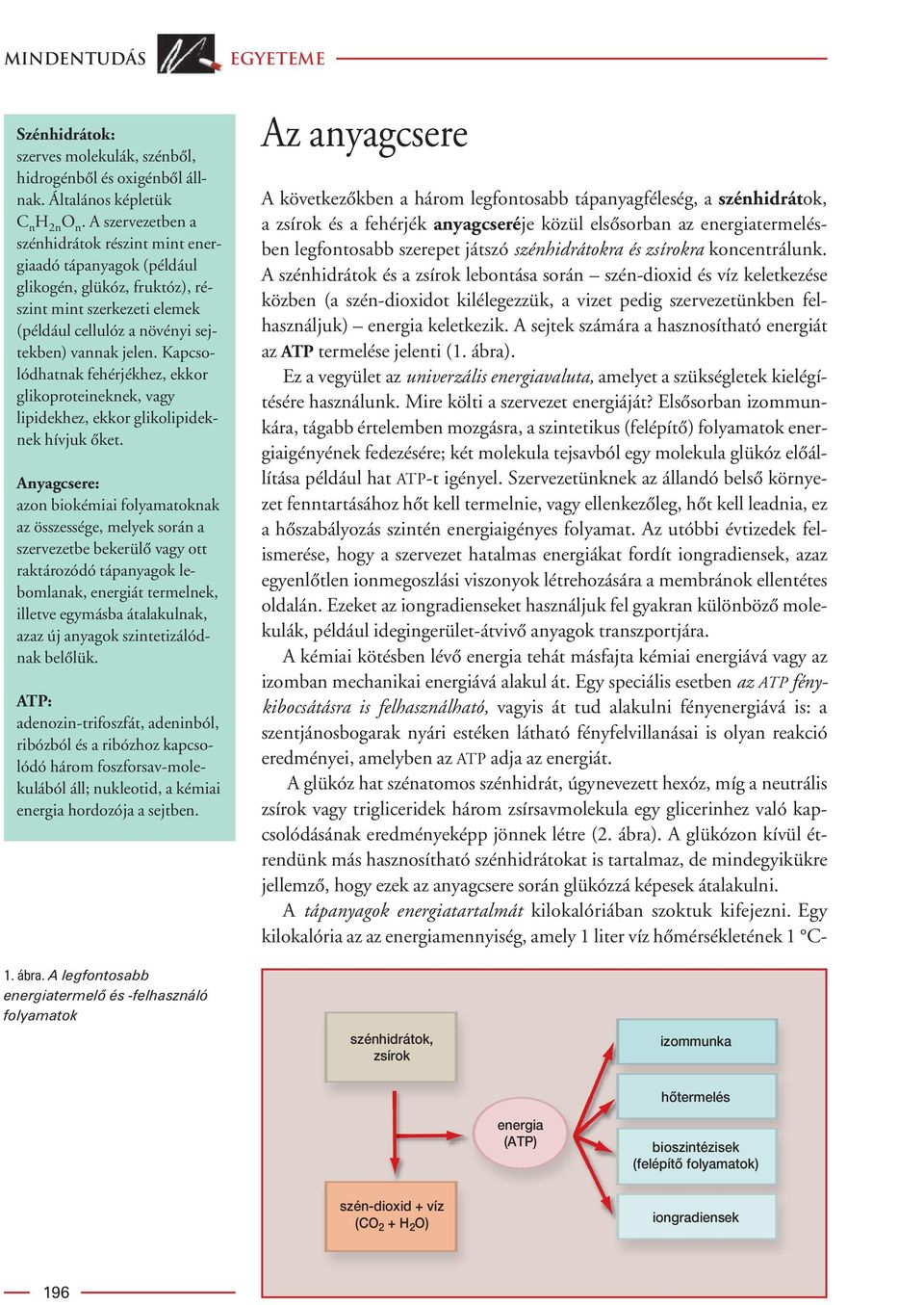 Kapcsolódhatnak fehérjékhez, ekkor glikoproteineknek, vagy lipidekhez, ekkor glikolipideknek hívjuk ôket.