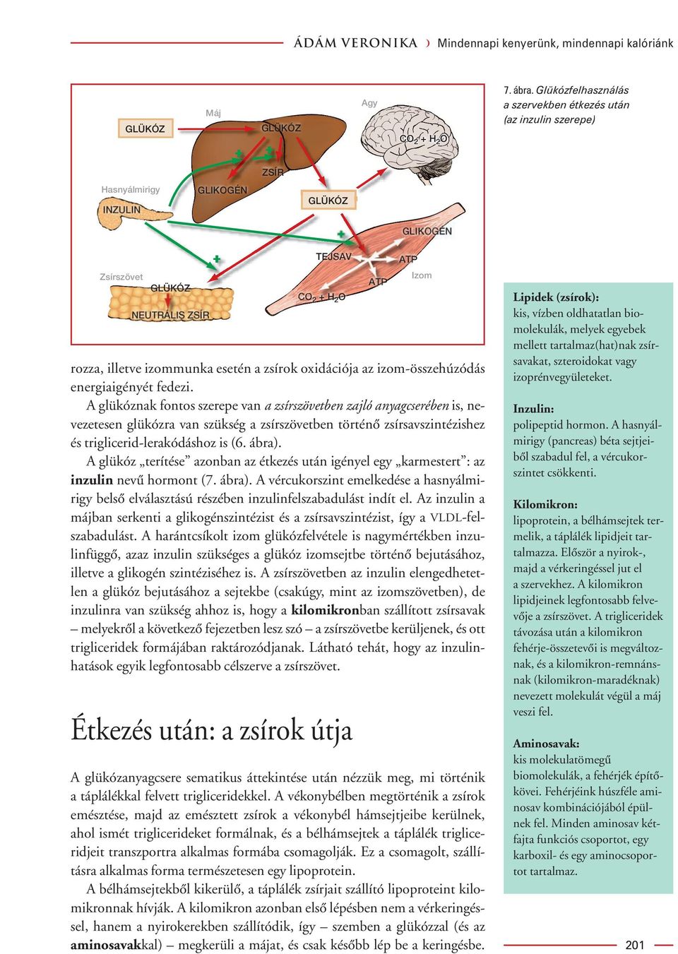 oxidációja az izom-összehúzódás energiaigényét fedezi.