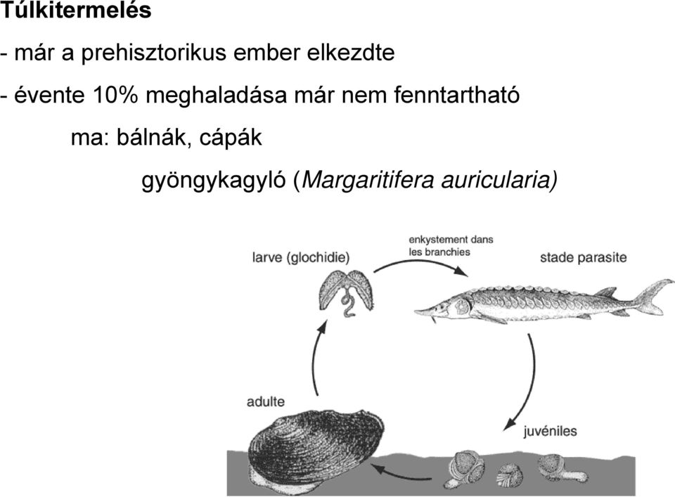 meghaladása már nem fenntartható ma: