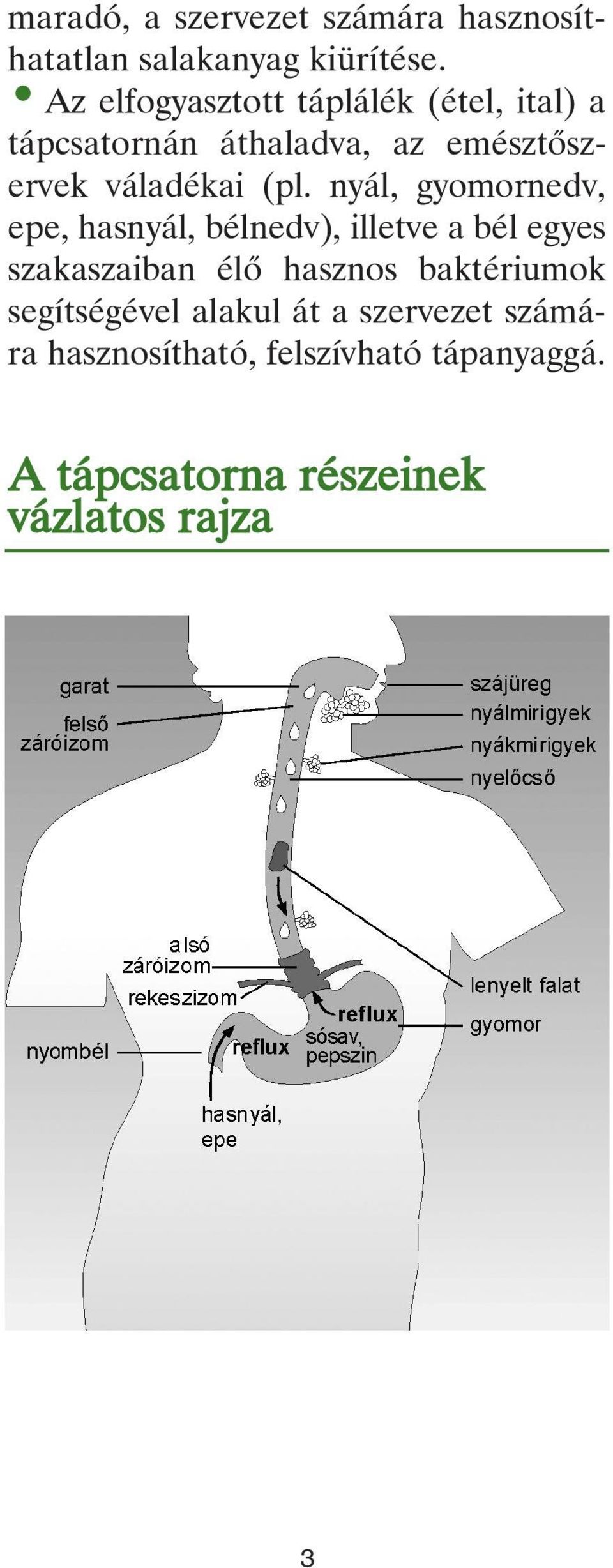 nyál, gyomornedv, epe, hasnyál, bélnedv), illetve a bél egyes szakaszaiban élô hasznos