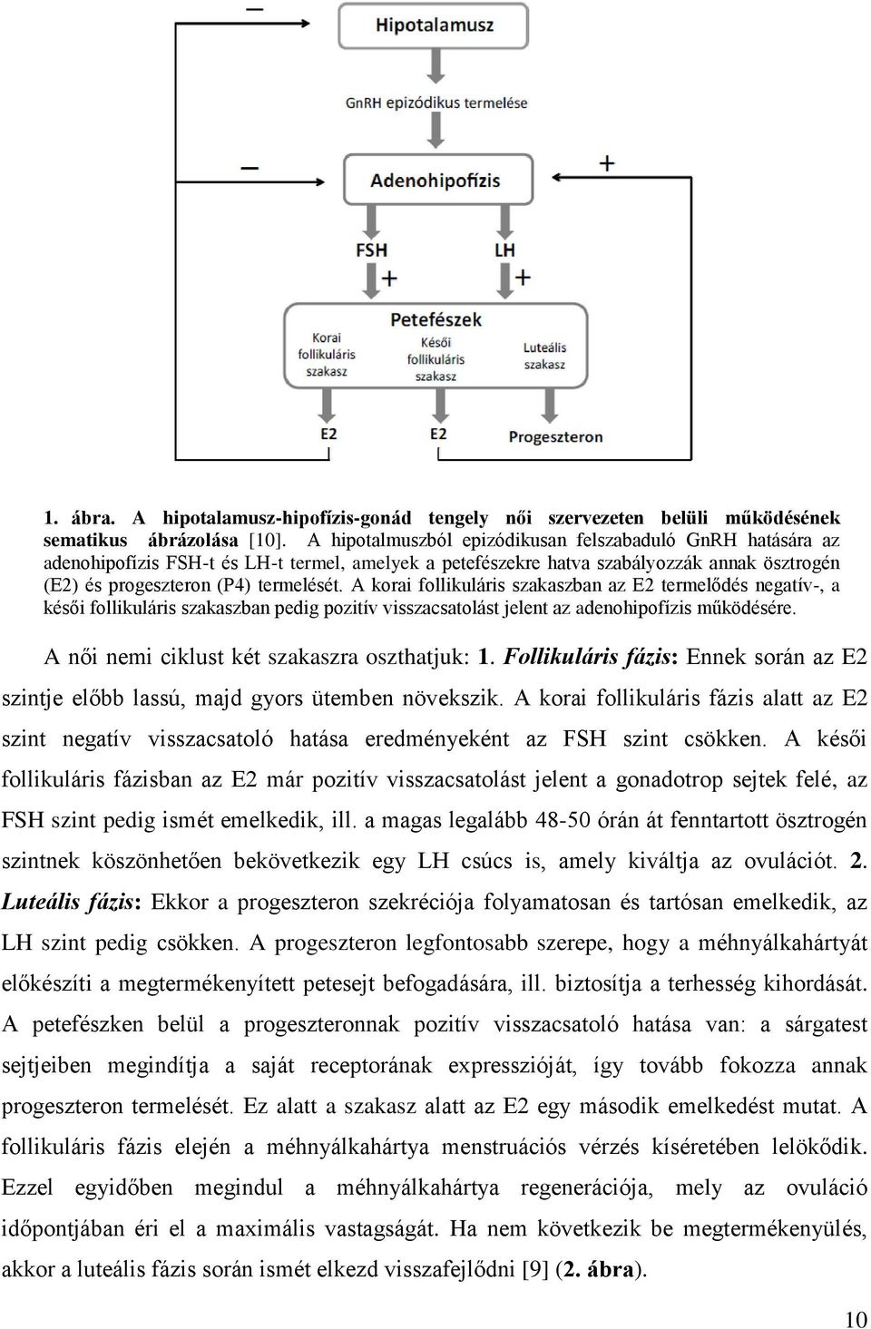 A korai follikuláris szakaszban az E2 termelődés negatív-, a késői follikuláris szakaszban pedig pozitív visszacsatolást jelent az adenohipofízis működésére.