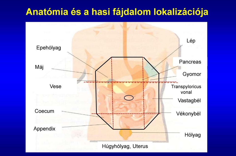 Lép Pancreas Gyomor Transpyloricus vonal