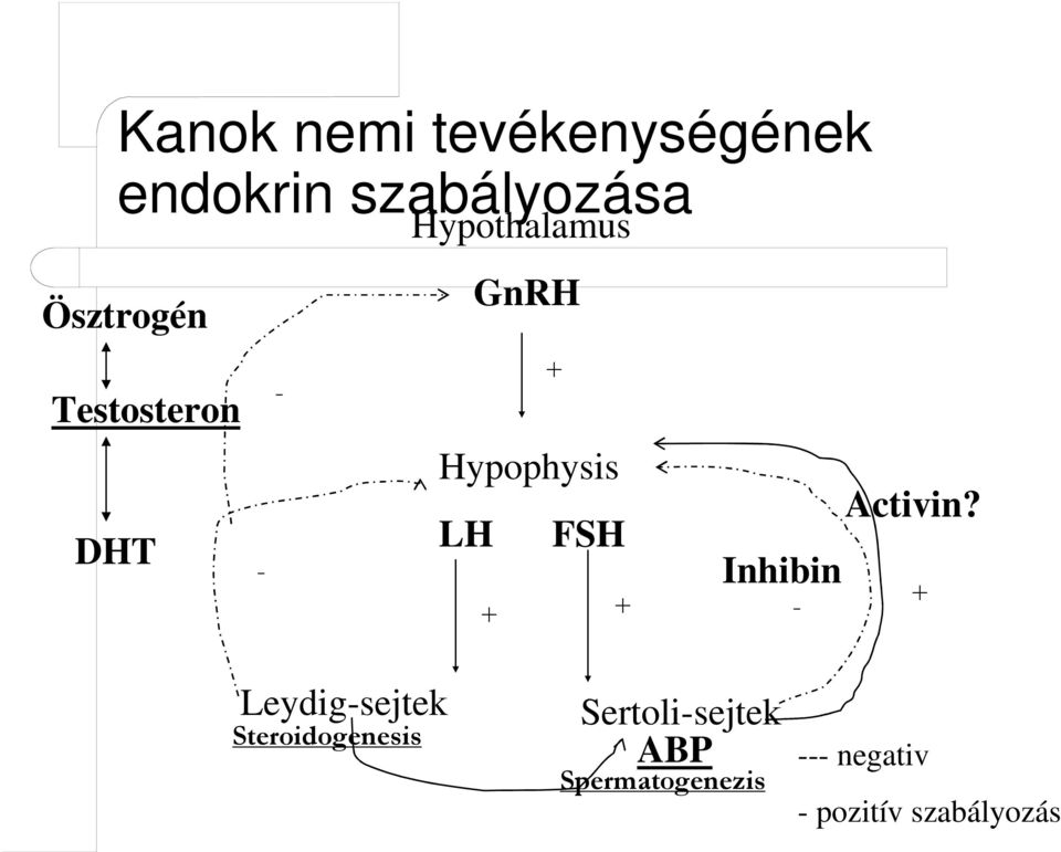 LH + FSH + + Inhibin - Activin?