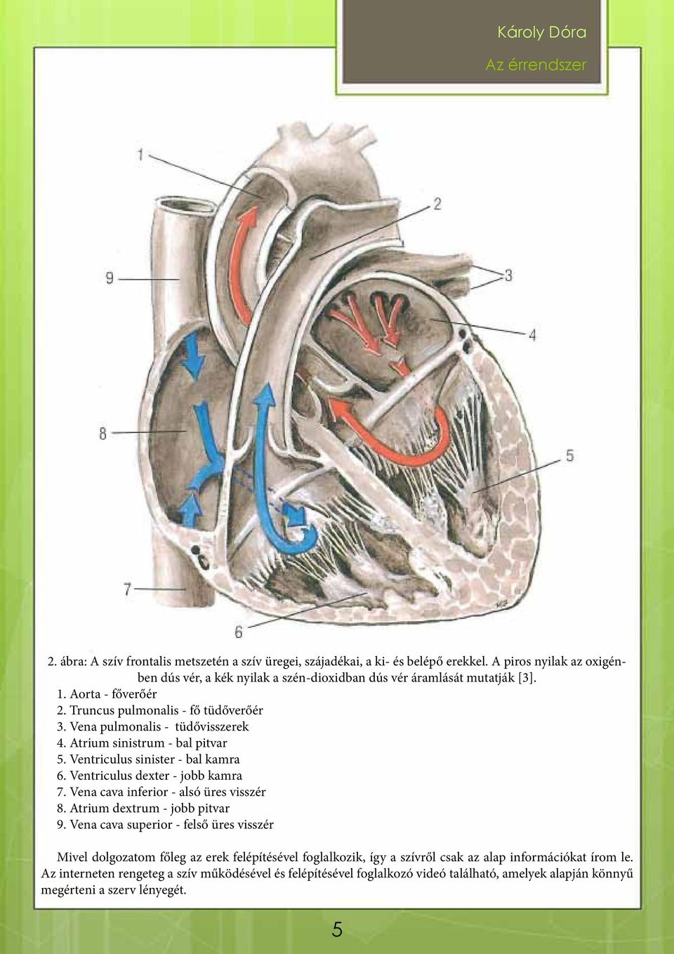 Ventriculus dexter - jobb kamra 7. Vena cava inferior - alsó üres visszér 8. Atrium dextrum - jobb pitvar 9.