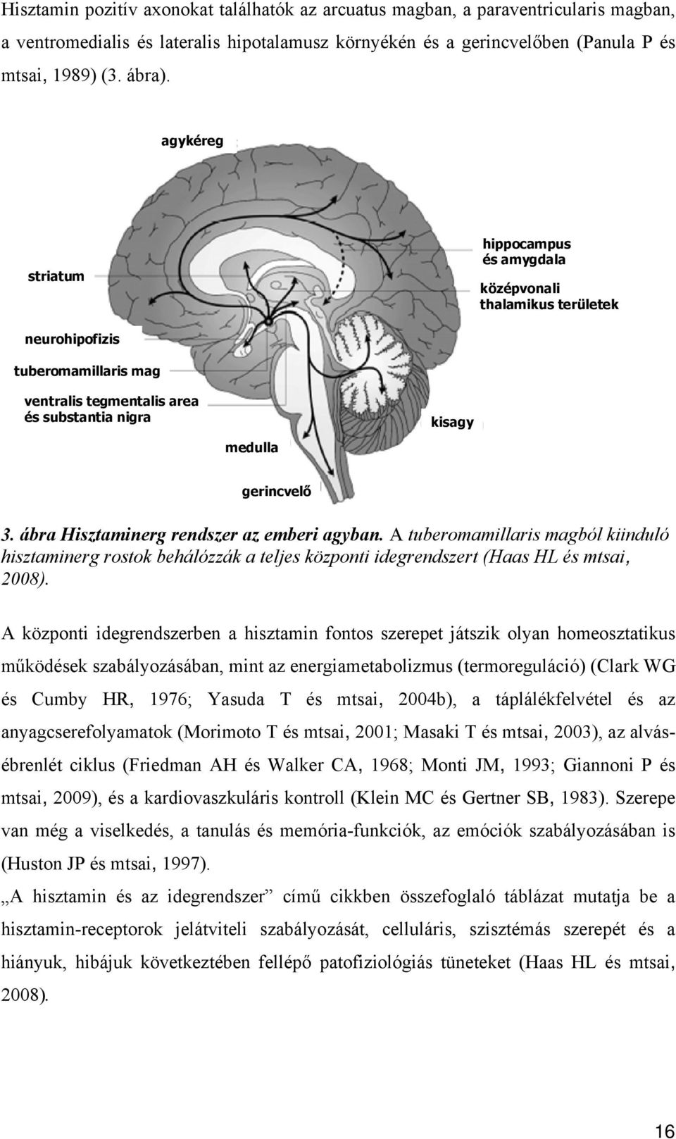 ábra Hisztaminerg rendszer az emberi agyban. A tuberomamillaris magból kiinduló hisztaminerg rostok behálózzák a teljes központi idegrendszert (Haas HL és mtsai, 2008).