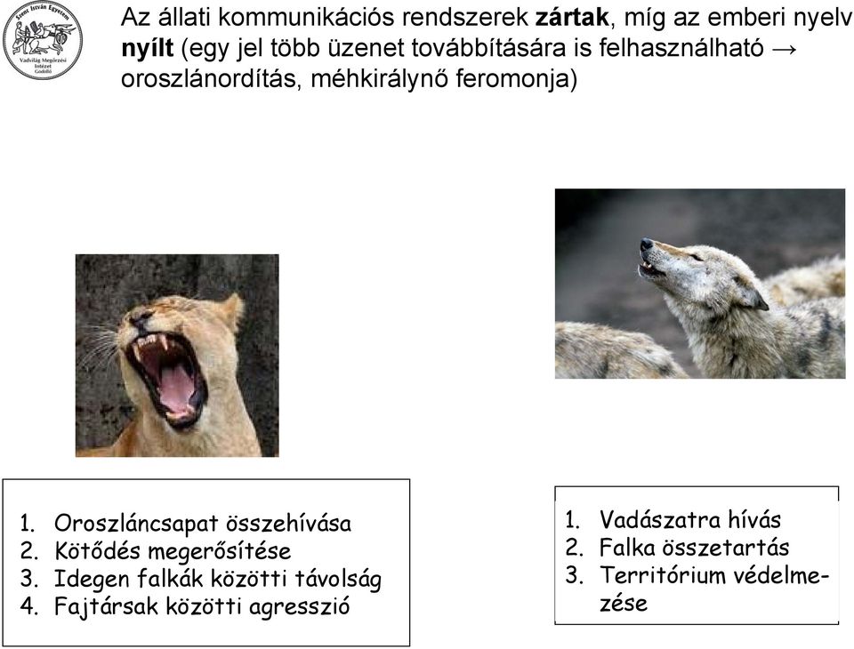 Oroszláncsapat összehívása 2. Kötődés megerősítése 3. Idegen falkák közötti távolság 4.