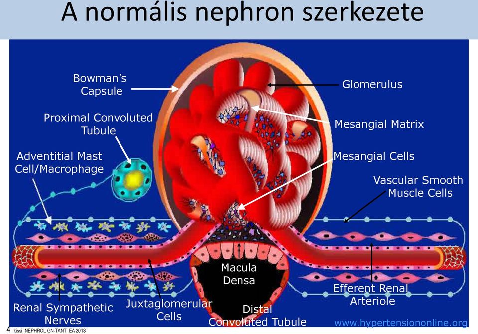 Muscle Cells Renal Sympathetic Nerves 4 kissi_nephrol GN-TANT_EA 2013 Macula Densa