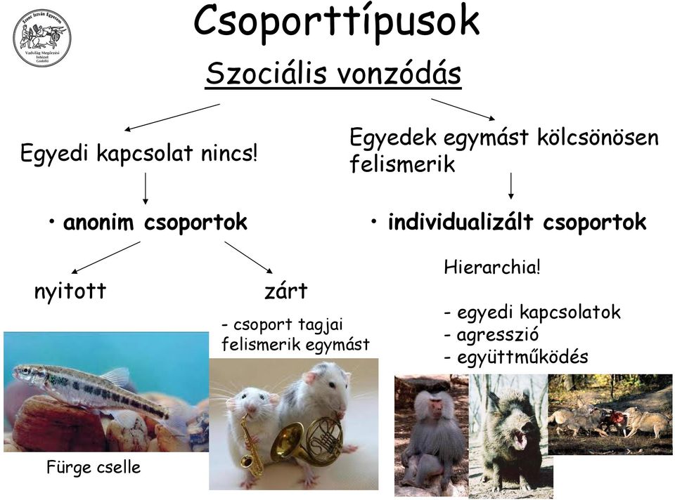 individualizált csoportok nyitott zárt -csoport tagjai felismerik