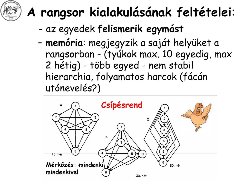 10 egyedig, max 2 hétig) - több egyed - nem stabil hierarchia,