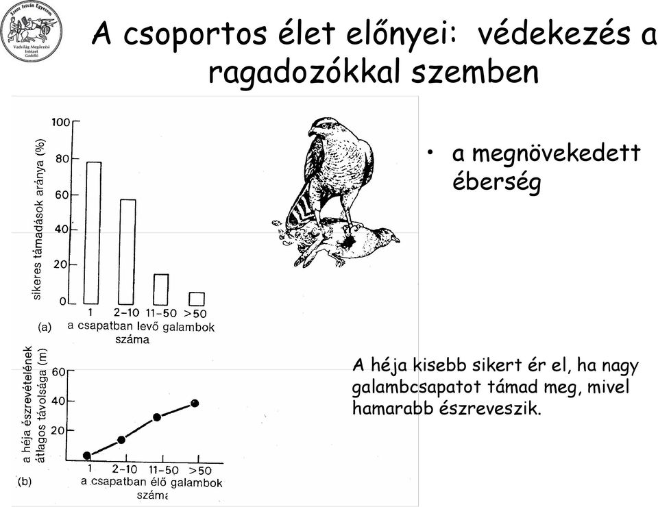 éberség A héja kisebb sikert ér el, ha