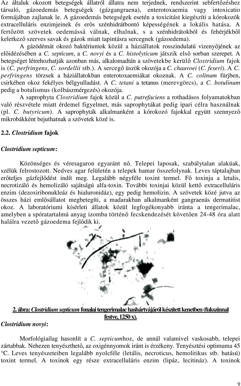 A fertızött szövetek oedemássá válnak, elhalnak, s a szénhidrátokból és fehérjékbıl keletkezı szerves savak és gázok miatt tapintásra sercegnek (gázoedema).