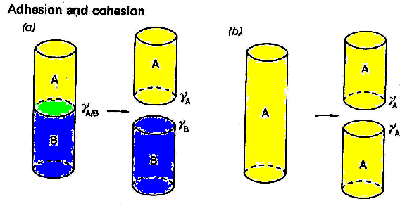 Adhézió, kohézió, szétterülés W a =γ alsó +γ felső -γ határ W k =2γ felső felső fázis S=W a -W k, szétterülési együttható szétterül ha S>0 S=γ alsó -(γ felső +γ határ ) Def: Az adhéziós munka két