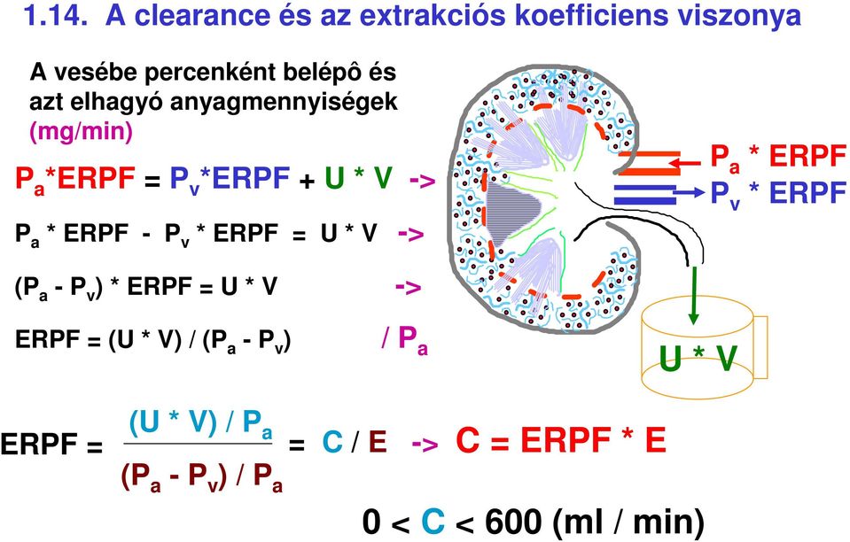 U * V -> P a * ERPF P v * ERPF (P a - P v ) * ERPF = U * V -> ERPF = (U * V) / (P a - P v ) /