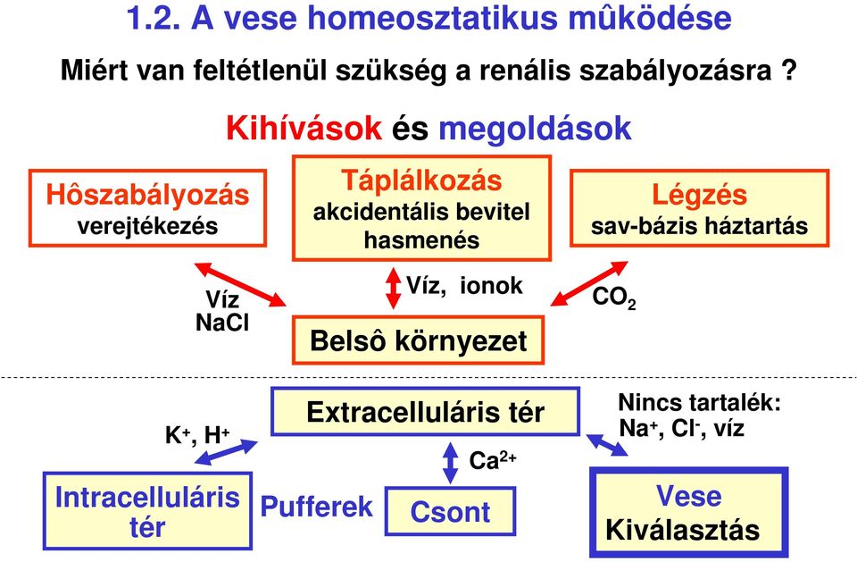 Légzés sav-bázis háztartás Víz NaCl Víz, ionok Belsô környezet CO 2 Extracelluláris tér K +,