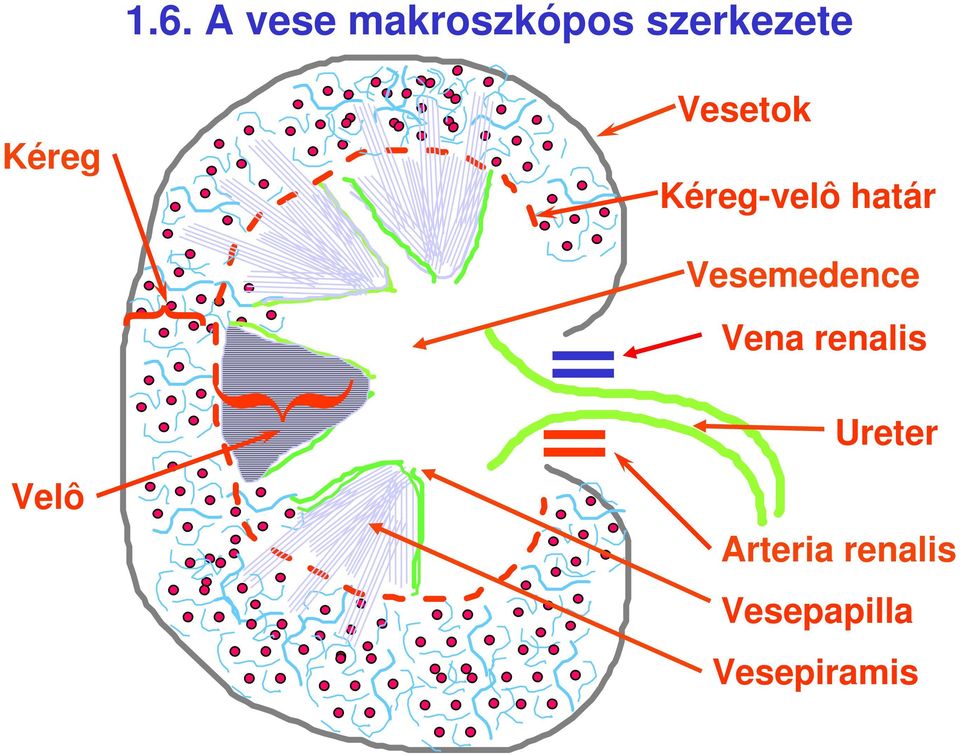 Vesemedence { Vena renalis Ureter