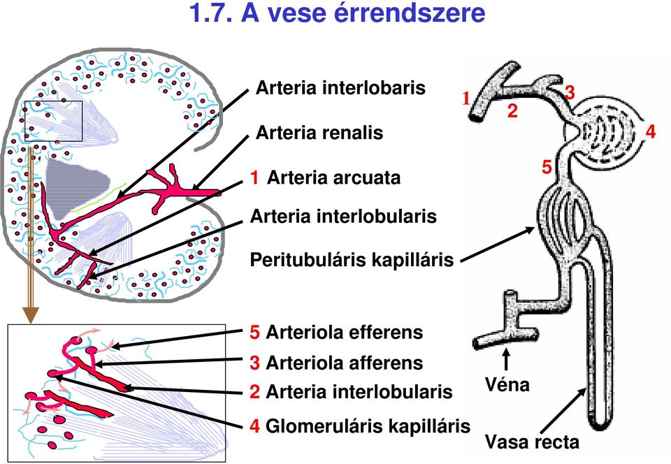 Peritubuláris kapilláris 5 Arteriola efferens 3 Arteriola