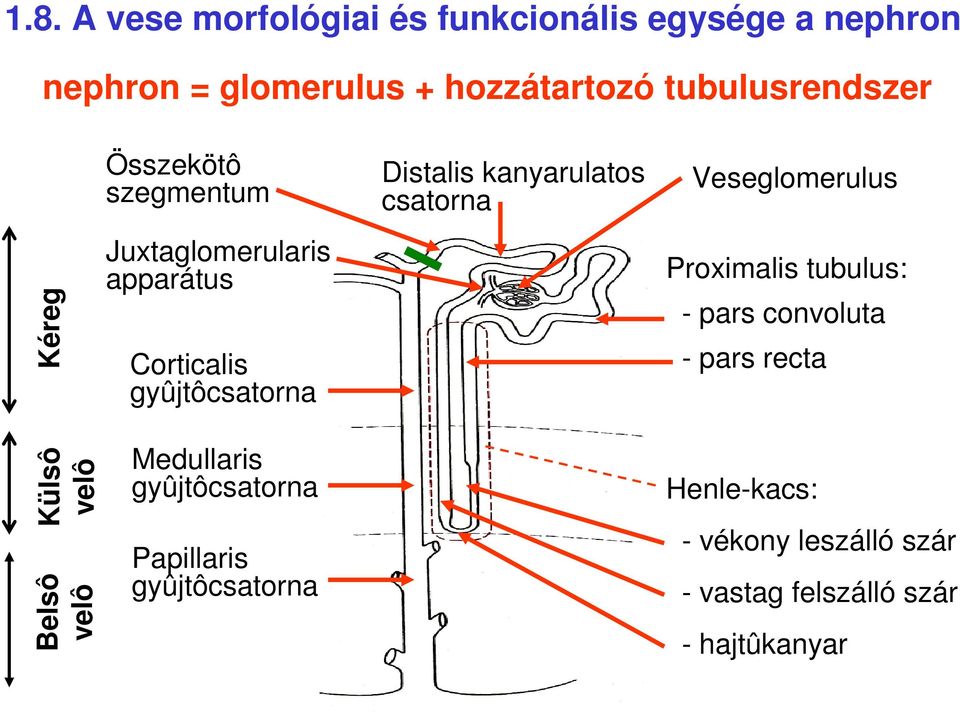 kanyarulatos csatorna Veseglomerulus Proximalis tubulus: - pars convoluta - pars recta Külsô velô Belsô velô