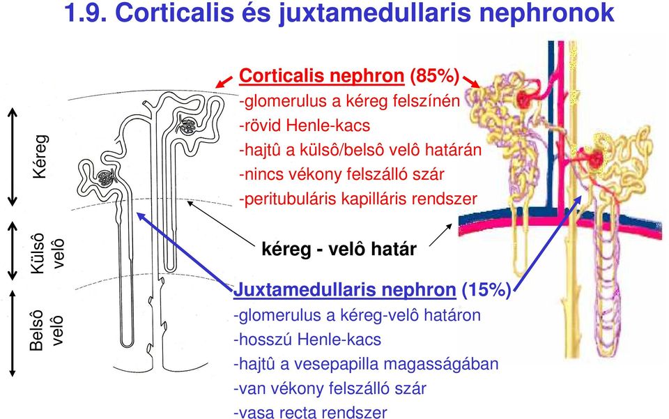 rendszer Külsô velô Belsô velô kéreg - velô határ Juxtamedullaris nephron (15%) -glomerulus a kéreg-velô