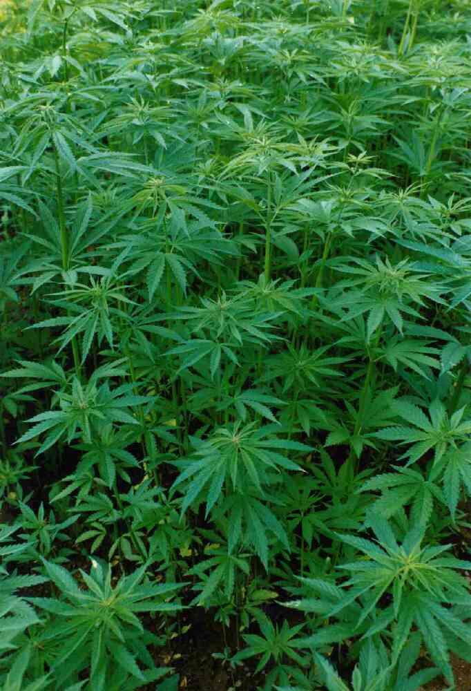 A kender (Cannabis sativa) Háncsrost-tartalom Ponyvák, zsákszövetek, kötelek