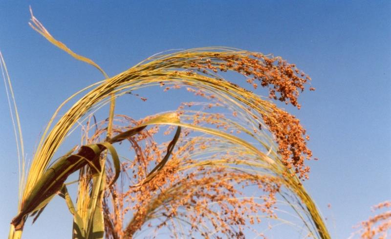 A seprűcirok Sorghum
