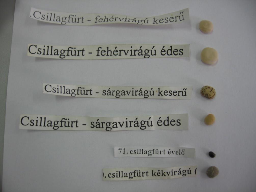 Csillagfürt
