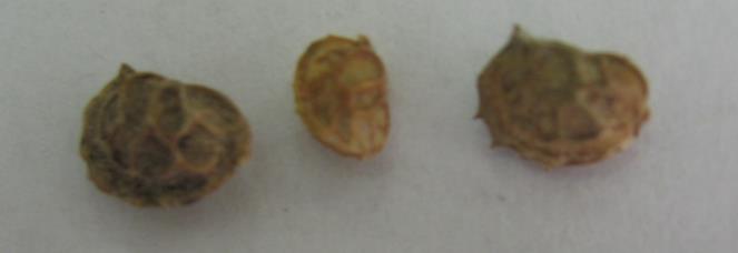 Baltacim Onobrychis viciifolia Lucernával beltartalmilag egyenlő értékű Nem