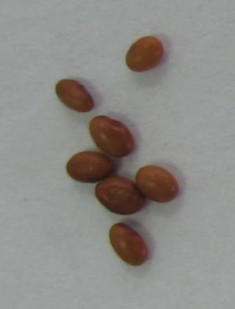 Bíborhere Trifolium incarnatum Extenzív viszonyok növénye Korai gyors