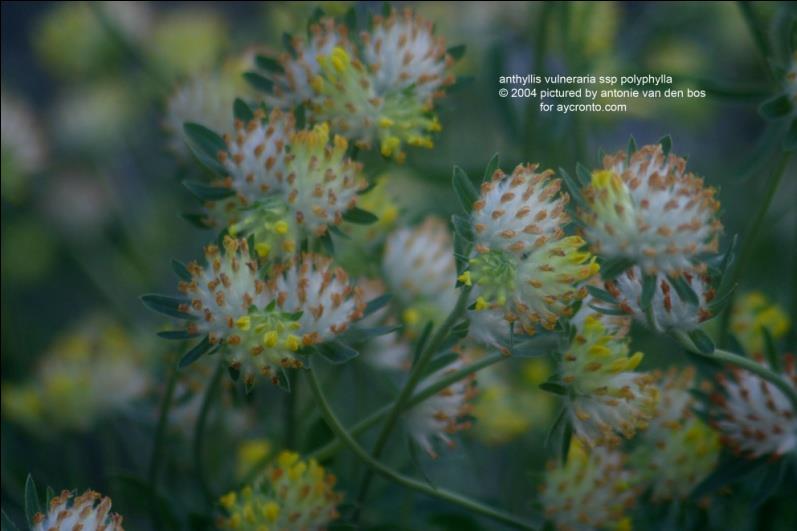 Nyúlszapuka Anthyllis macrocephala Igénytelen értékes
